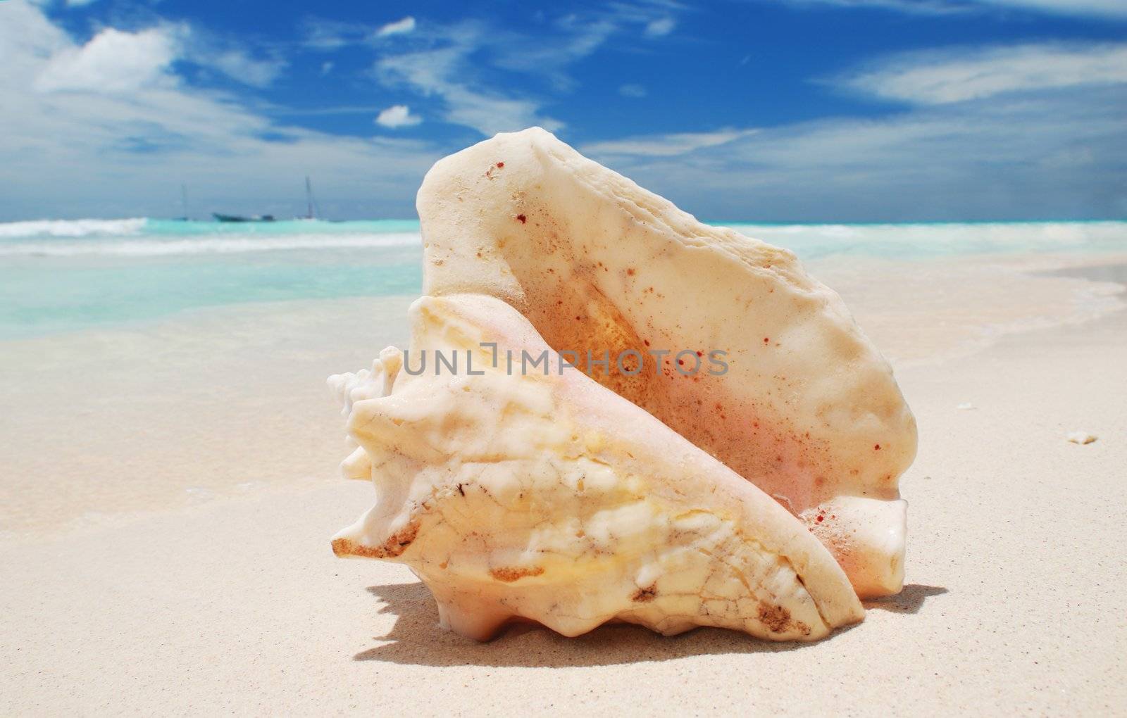 Shell on caribbean beach in Dominican Republic