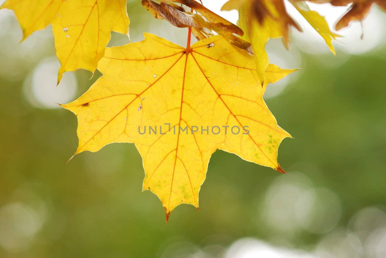 Autumn leaves background in sunlight