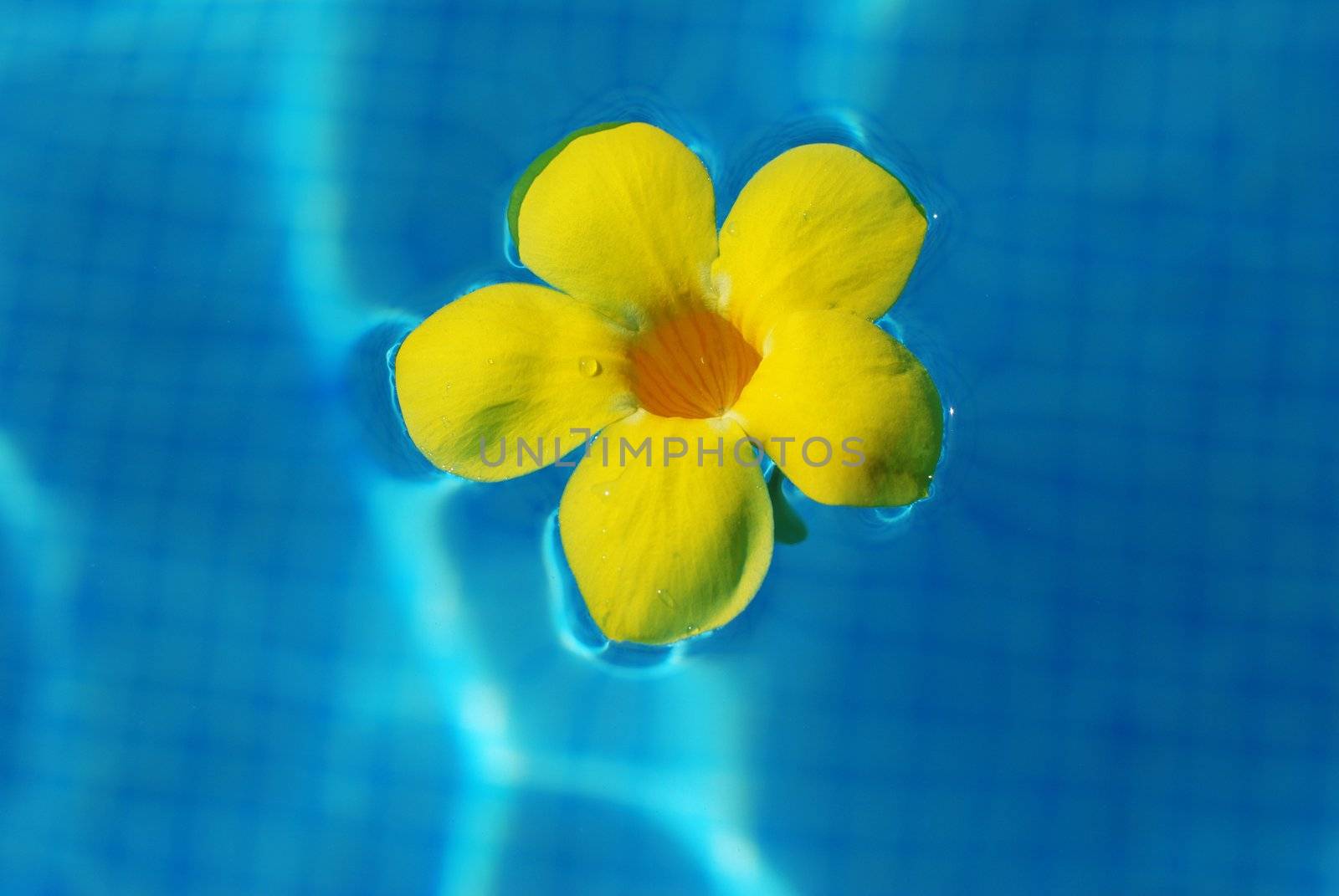 Tropical flower in swimming pool