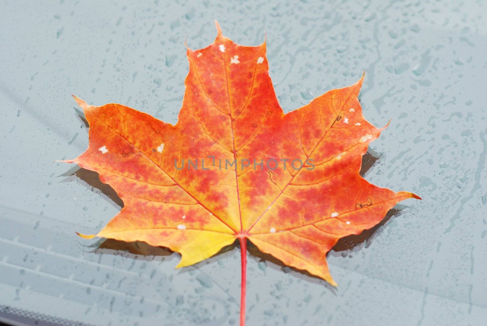 Autumn maple leaf on car window