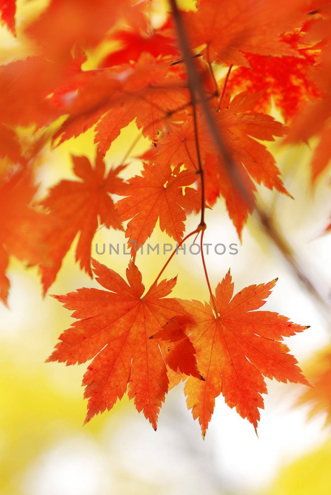 Autumn maple leaves in sunlight