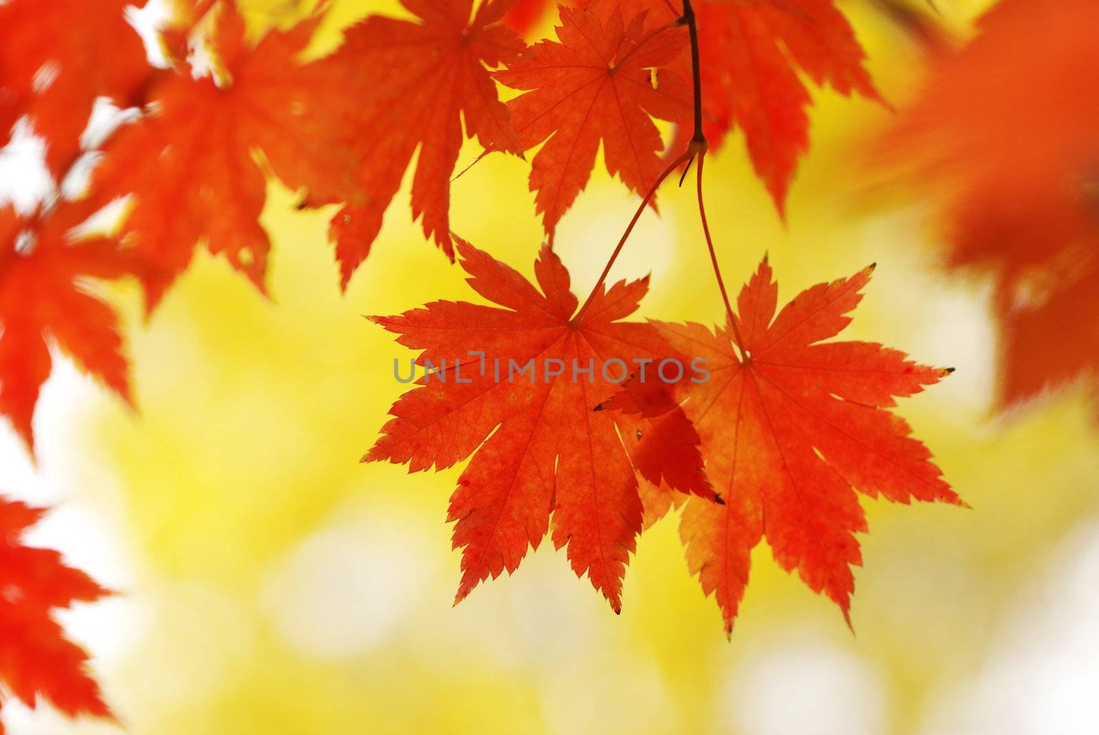 Autumn maple leaves by haveseen