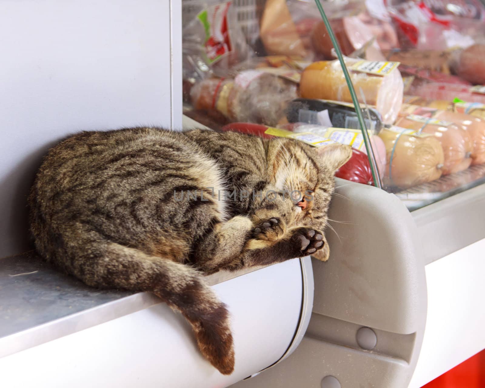 Cat sleep in grocerystore.