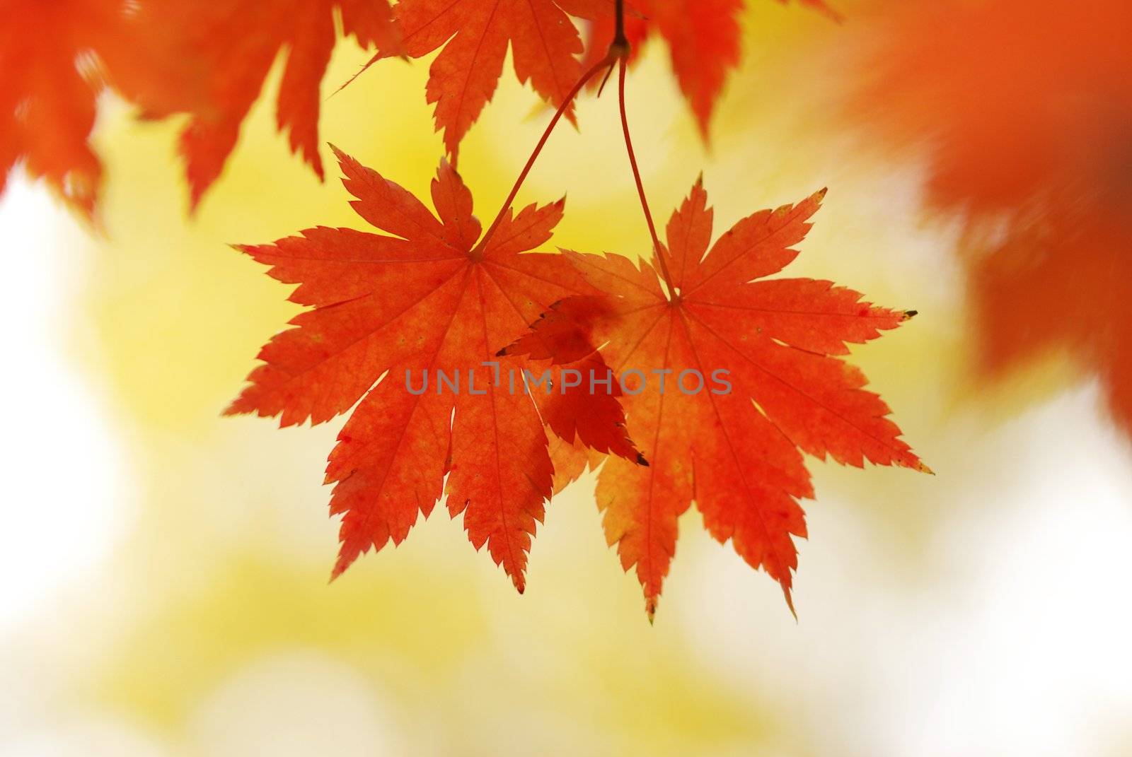 Autumn maple leaves in sunlight