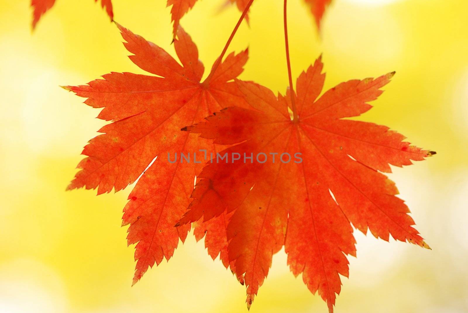 Autumn maple leaves by haveseen