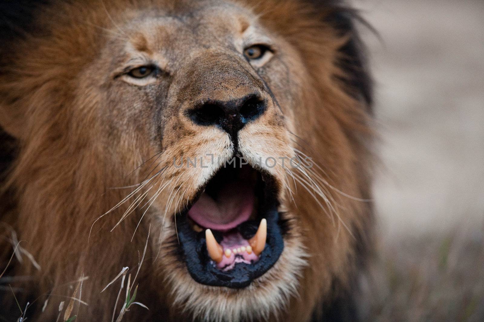 Lion barking near Kruger National Park, South Africa
