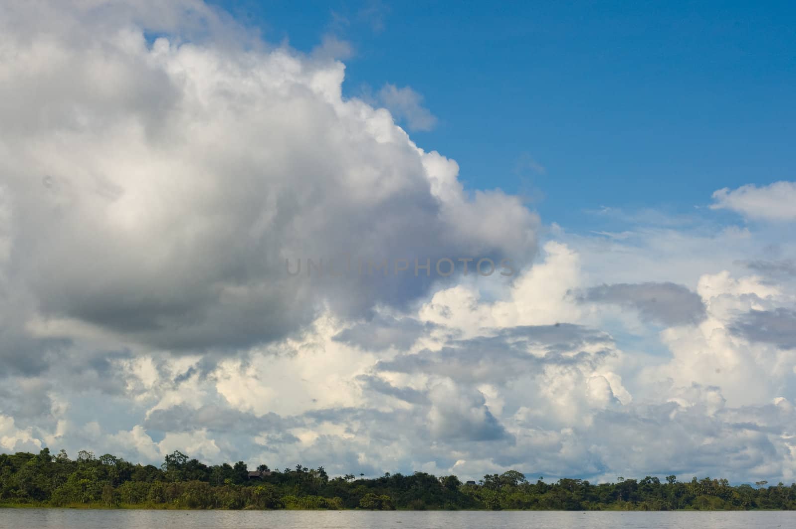 Peruivian Amazon rainforest by edan