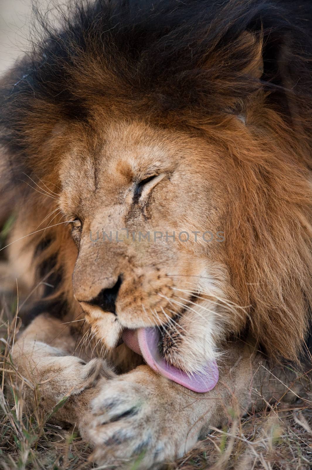 Lion cleaning himself by edan