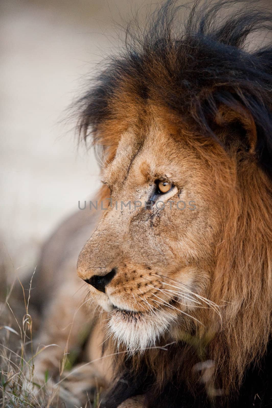 Older male lion by edan
