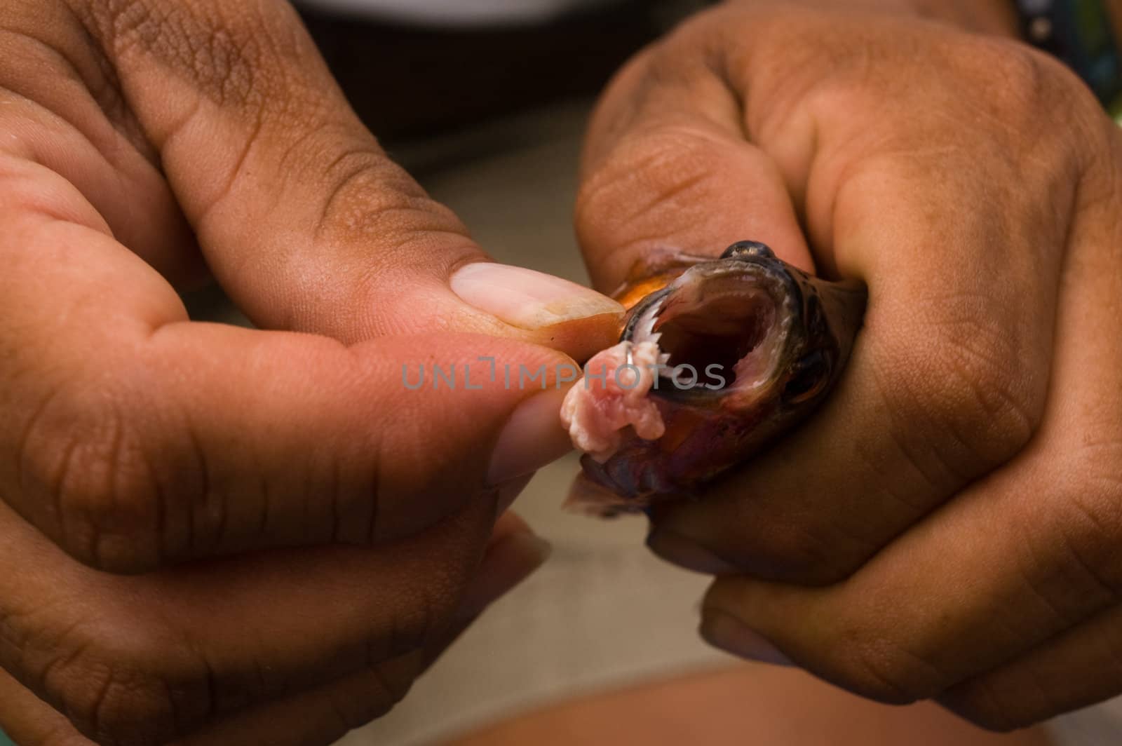 Removing hook from red-bellied piranha (Pygocentrus nattereri)