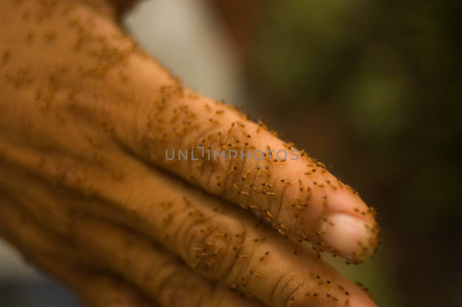 Hand covered in termites by edan