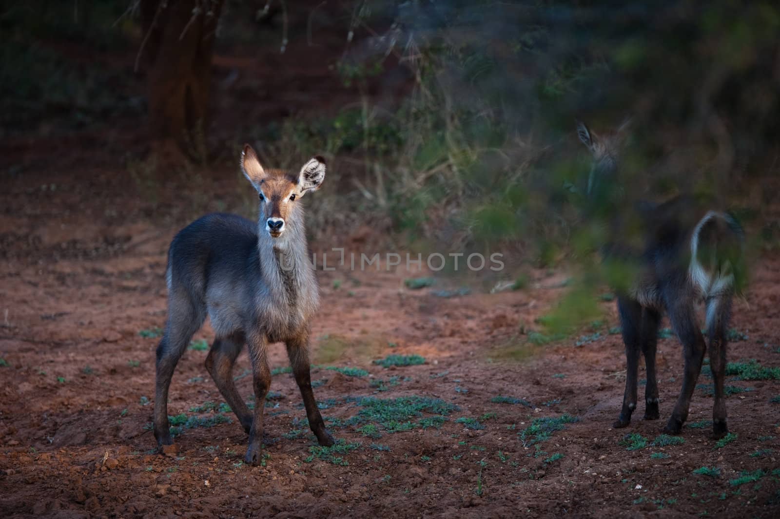 Female Ellipsen waterbuck (Kobus ellipsiprymnus ellipsiprymnus), Kruger National park