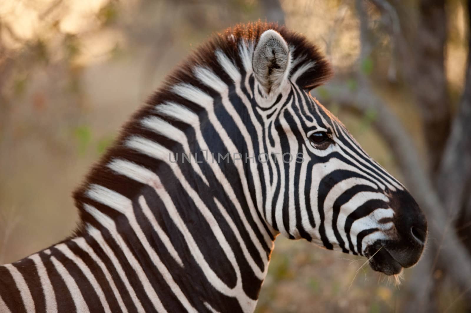 Plains zebra by edan