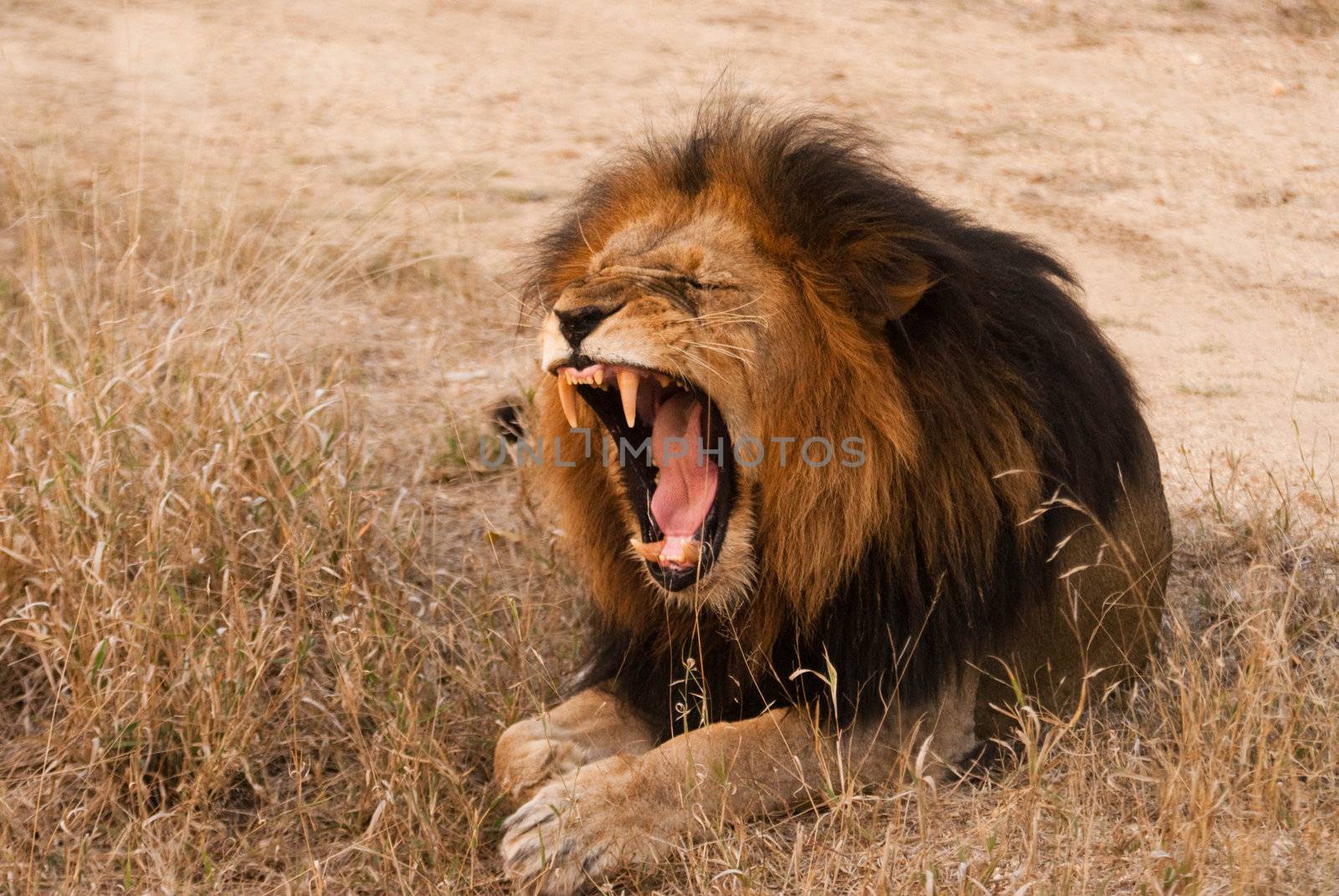 Yawning lion by edan