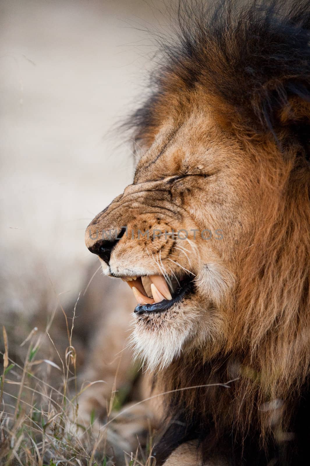 Lion baring his teeth near Kruger National Park