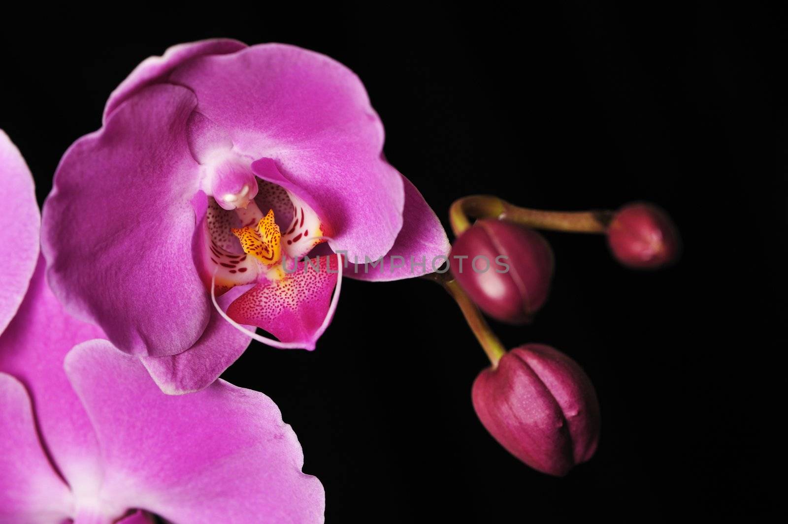 Pink Orchid Isolated on black