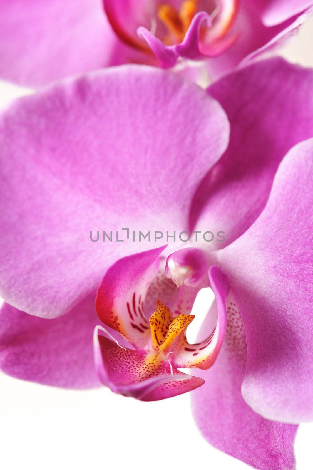 Pink Orchid close-up isolated on white
