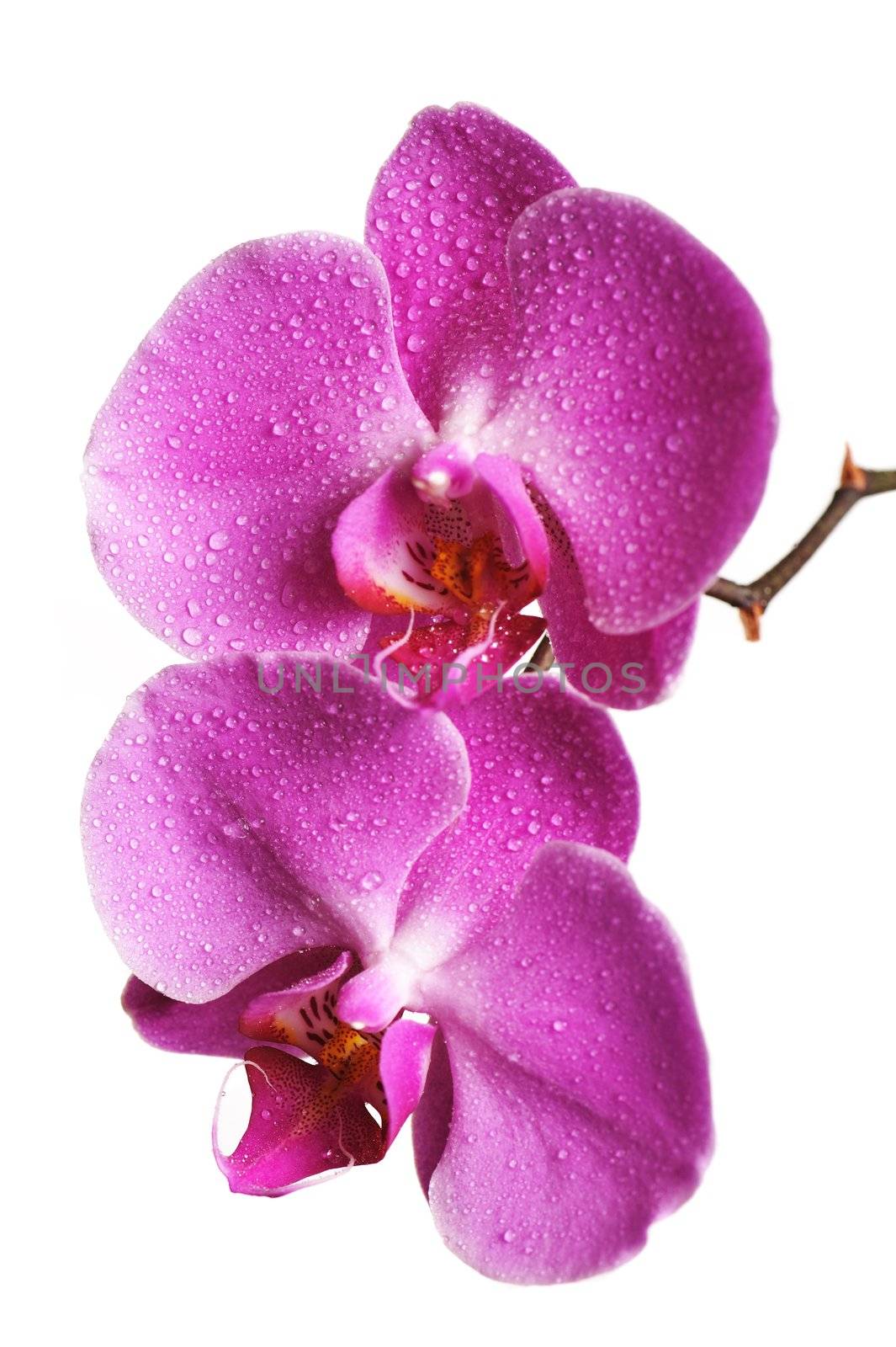Pink Orchid Isolated on white