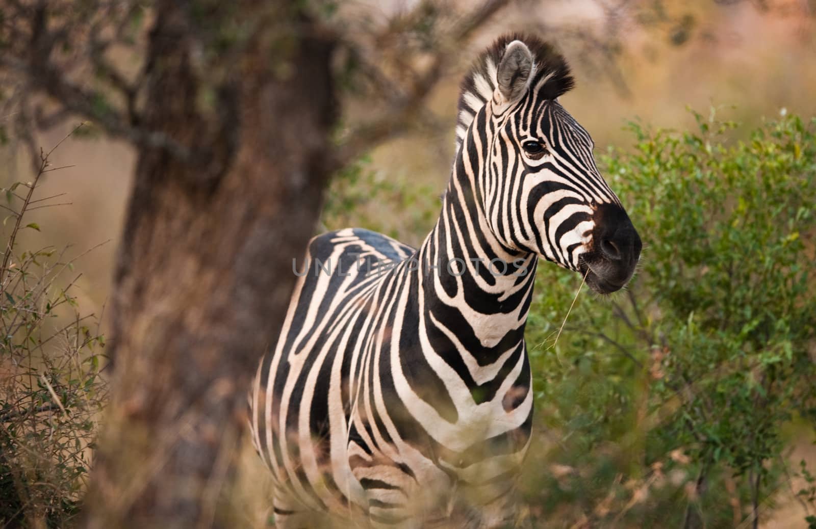 Plains zebra by edan