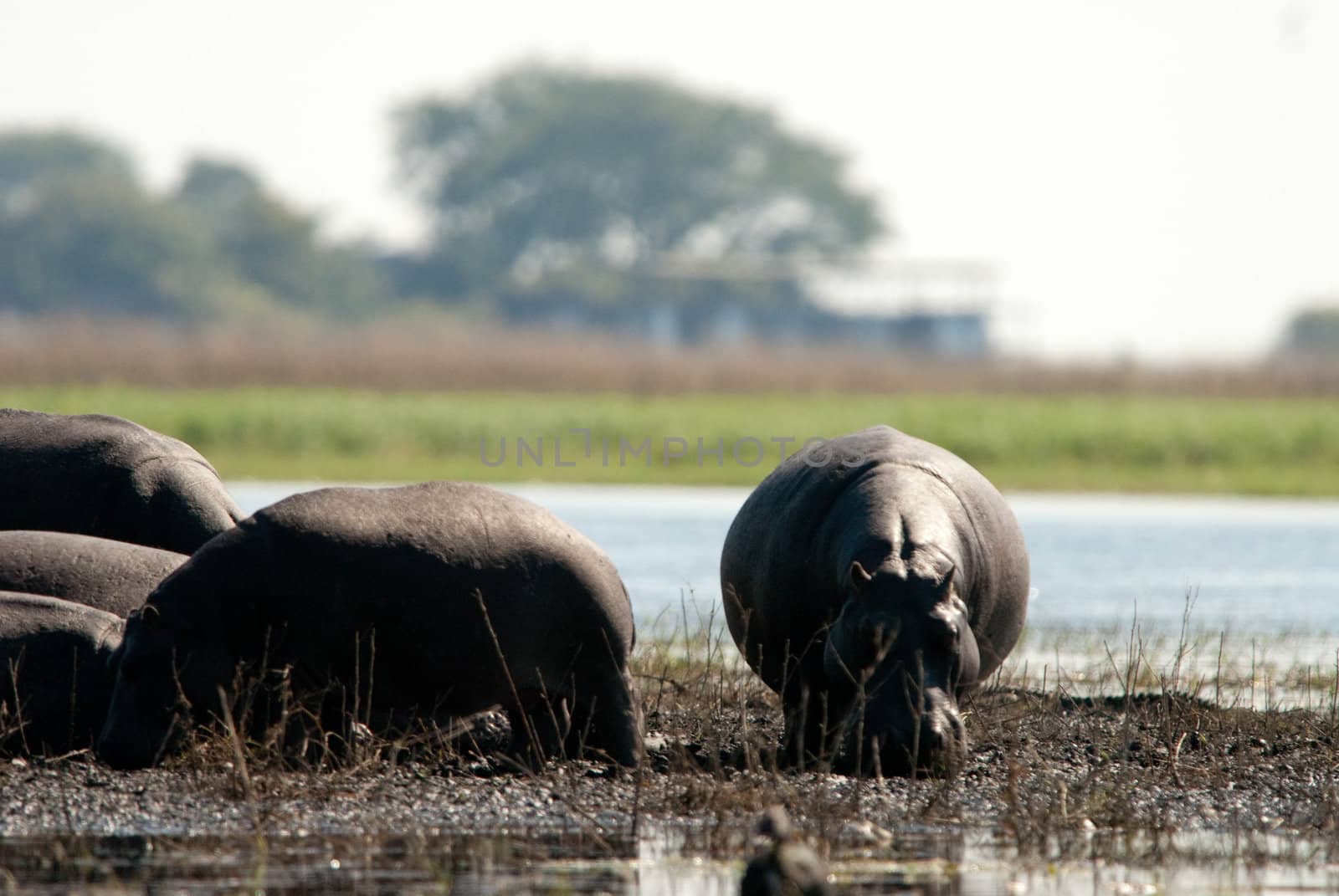 Hippos in the mud by edan