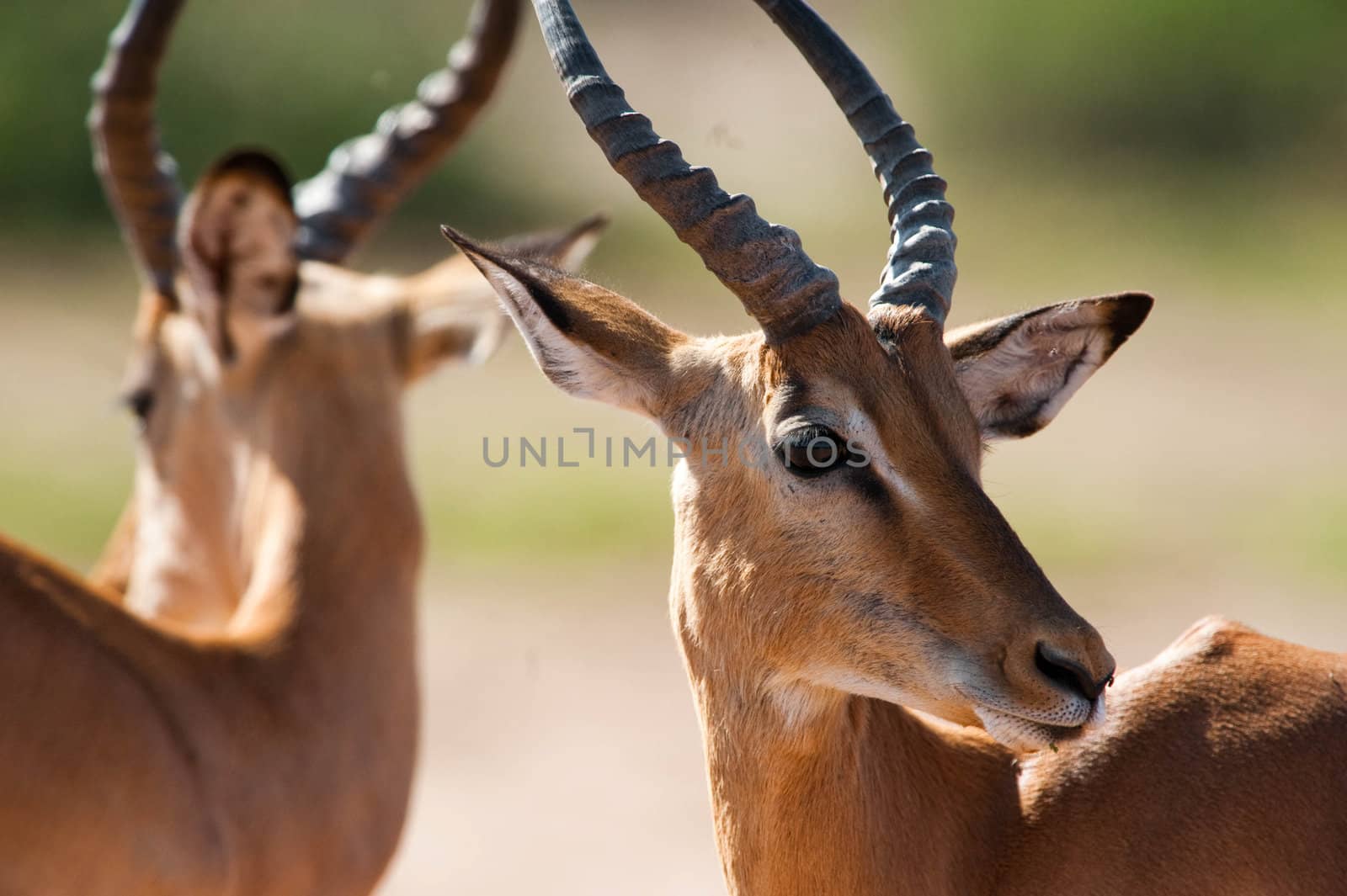 Impala by edan