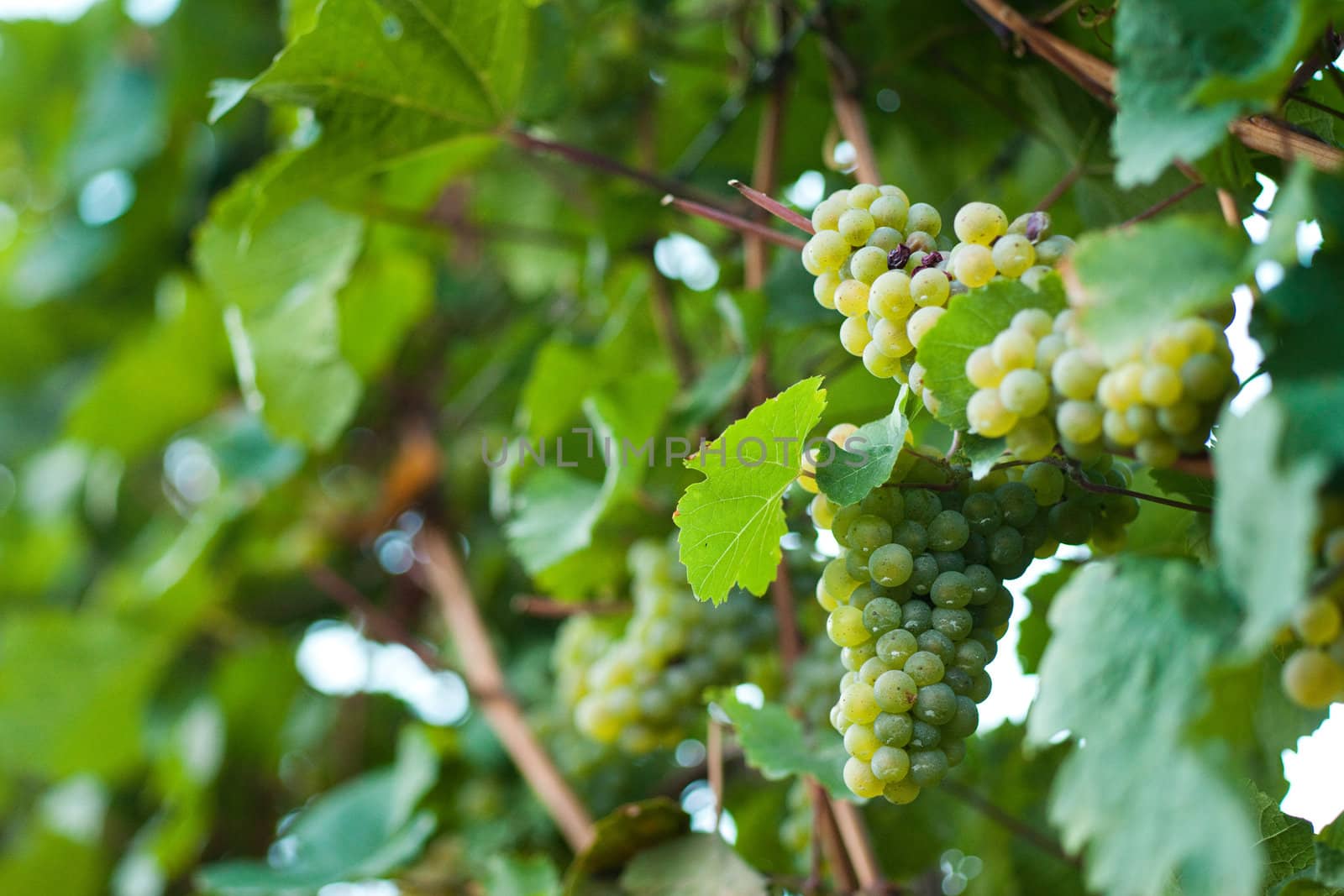 Grapes on the vine in a sunny vineyard