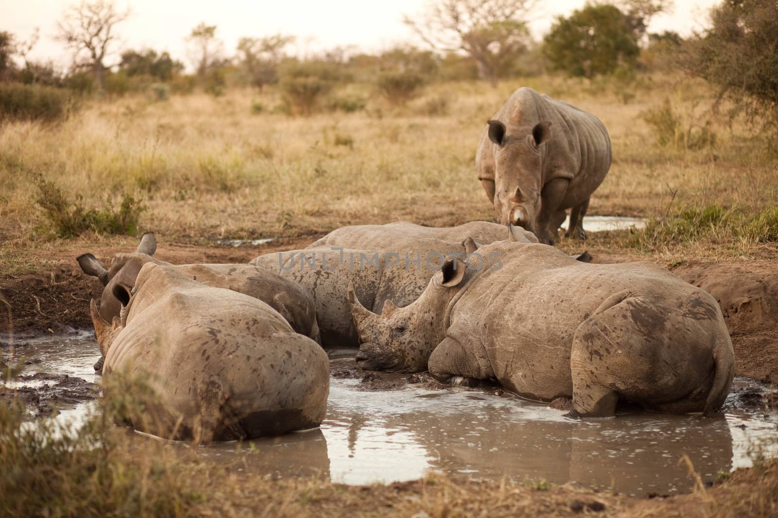 Rhinos lying in the mud by edan