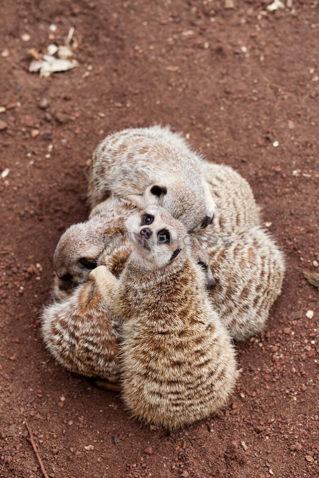 A meerkat (Suricata suricatta) looks up from a huddle.