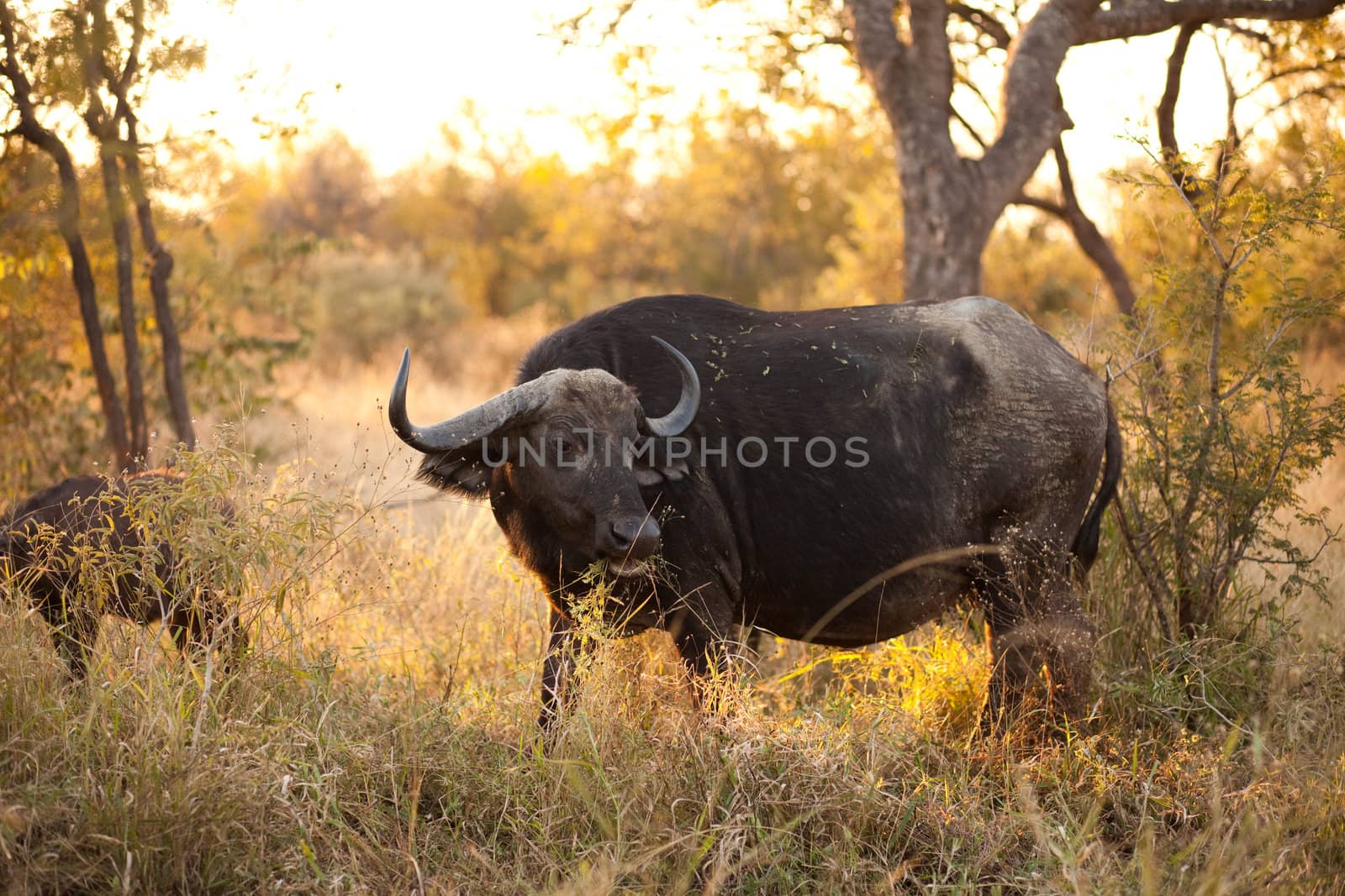 An African Buffalo (Syncerus caffer) near Kruger National Park