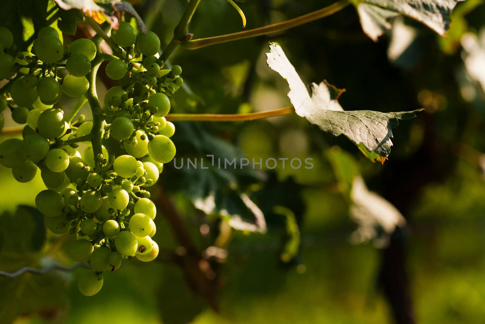 Grapes growing by edan