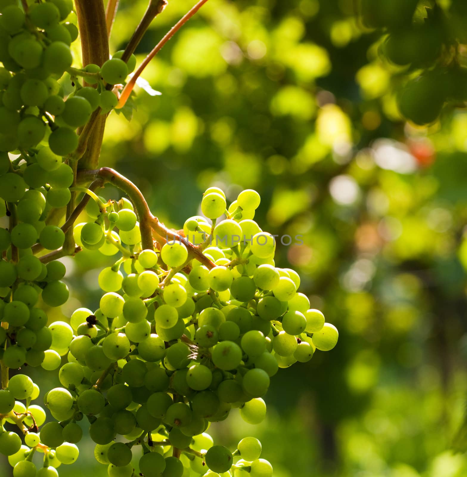 Grapes on the vine in a sunny vineyard