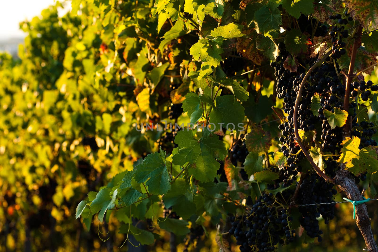 Red grapes on the vine in a sunny vineyard