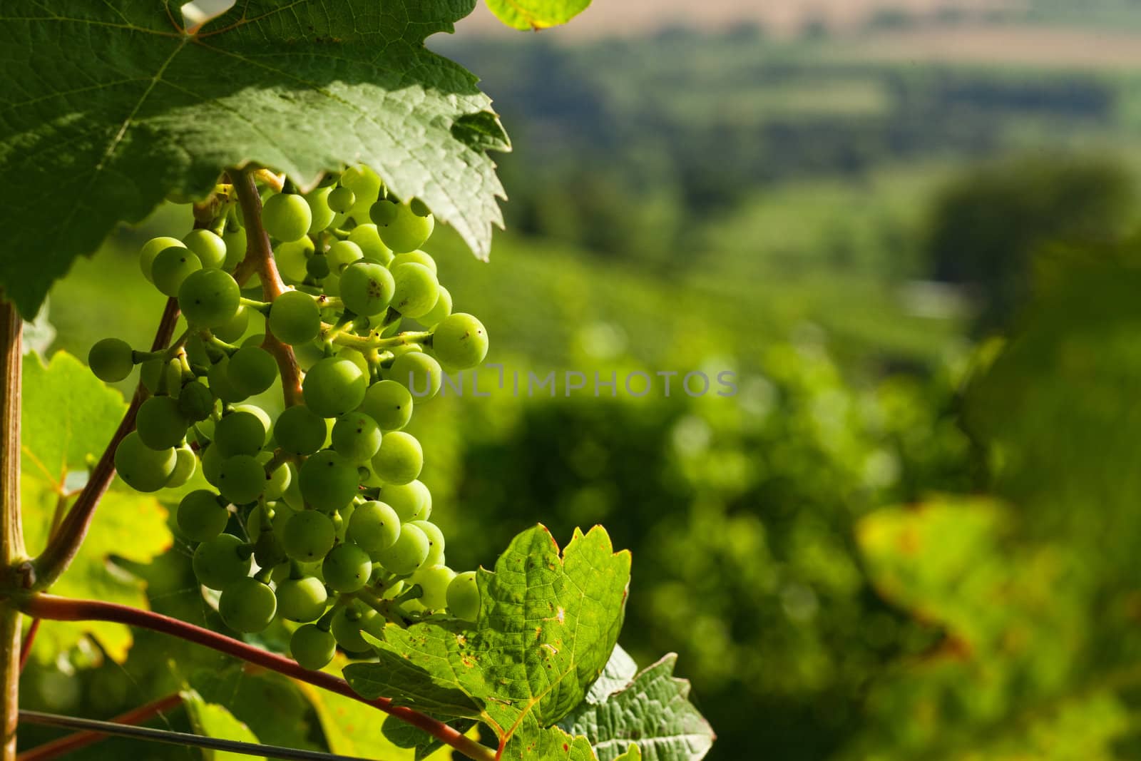 Grapes on the vine in a sunny vineyard