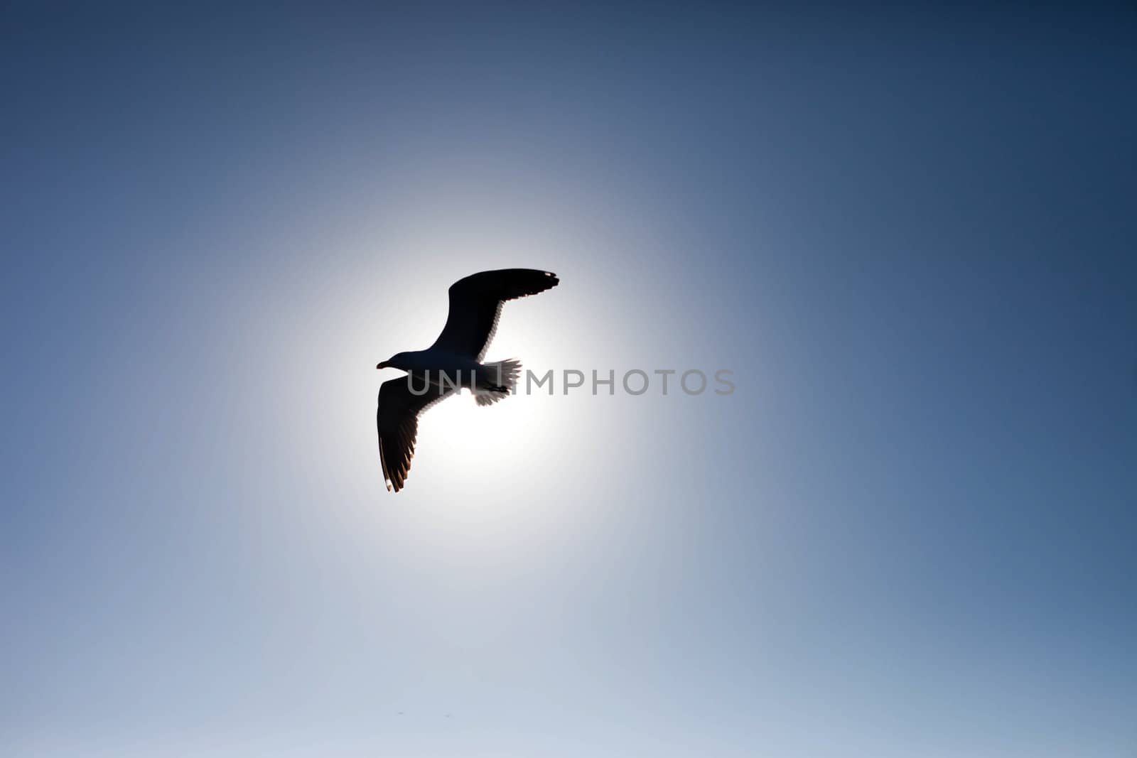 Seagull silhouetted against the sun and blue sky