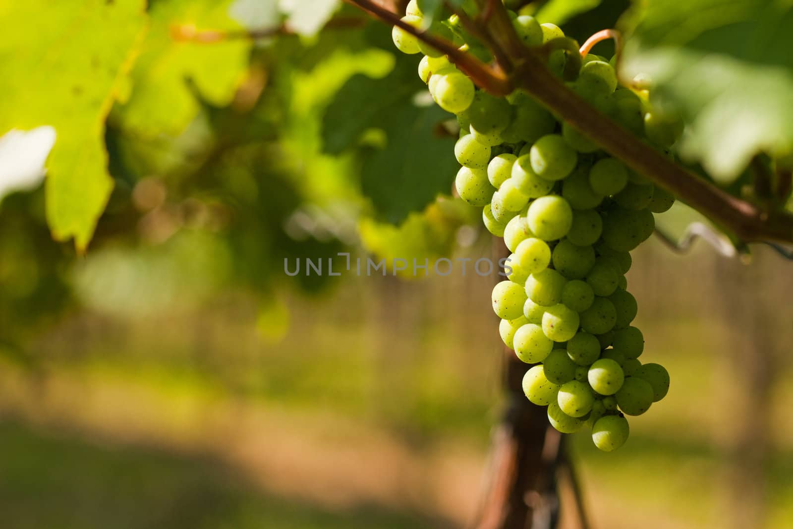 Grapes on the vine in a sunny vineyard