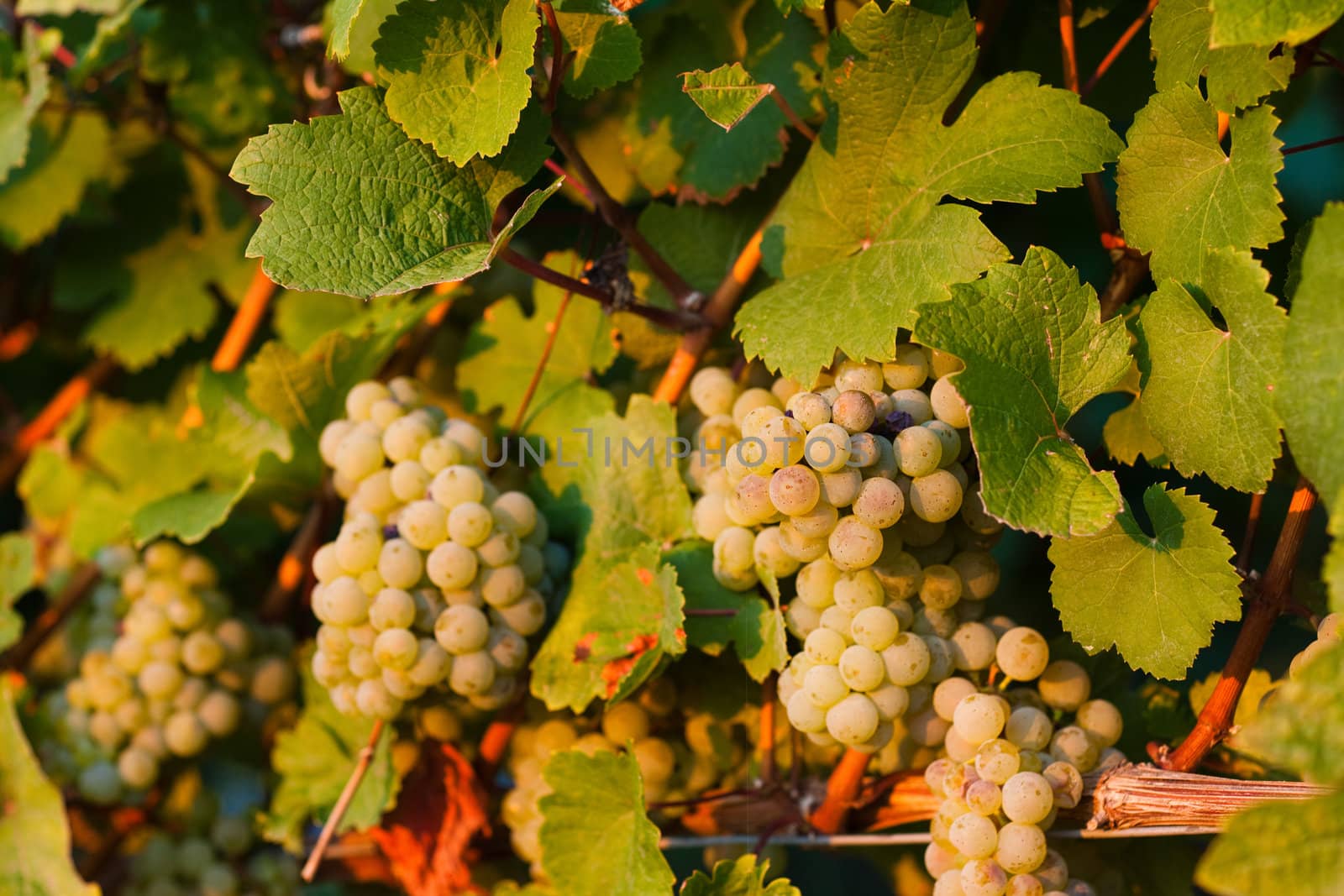 Grapes on the vine in a sunny vineyard