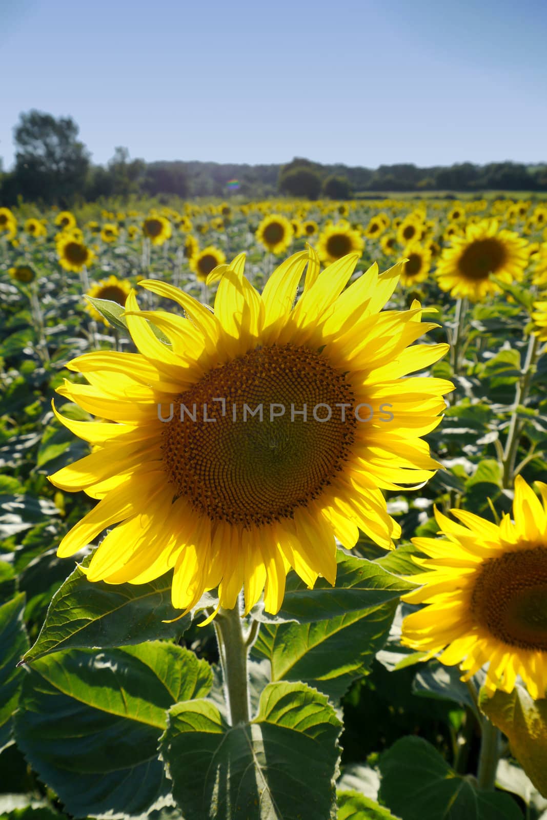 single sunflower in a field