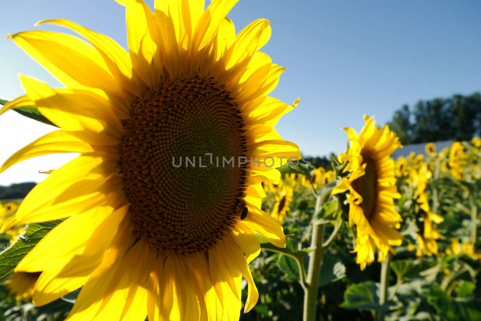 bright yellow sunflower in a field