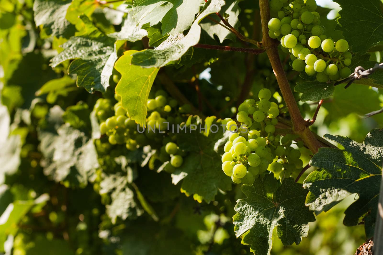 Grapes on the vine in a sunny vineyard