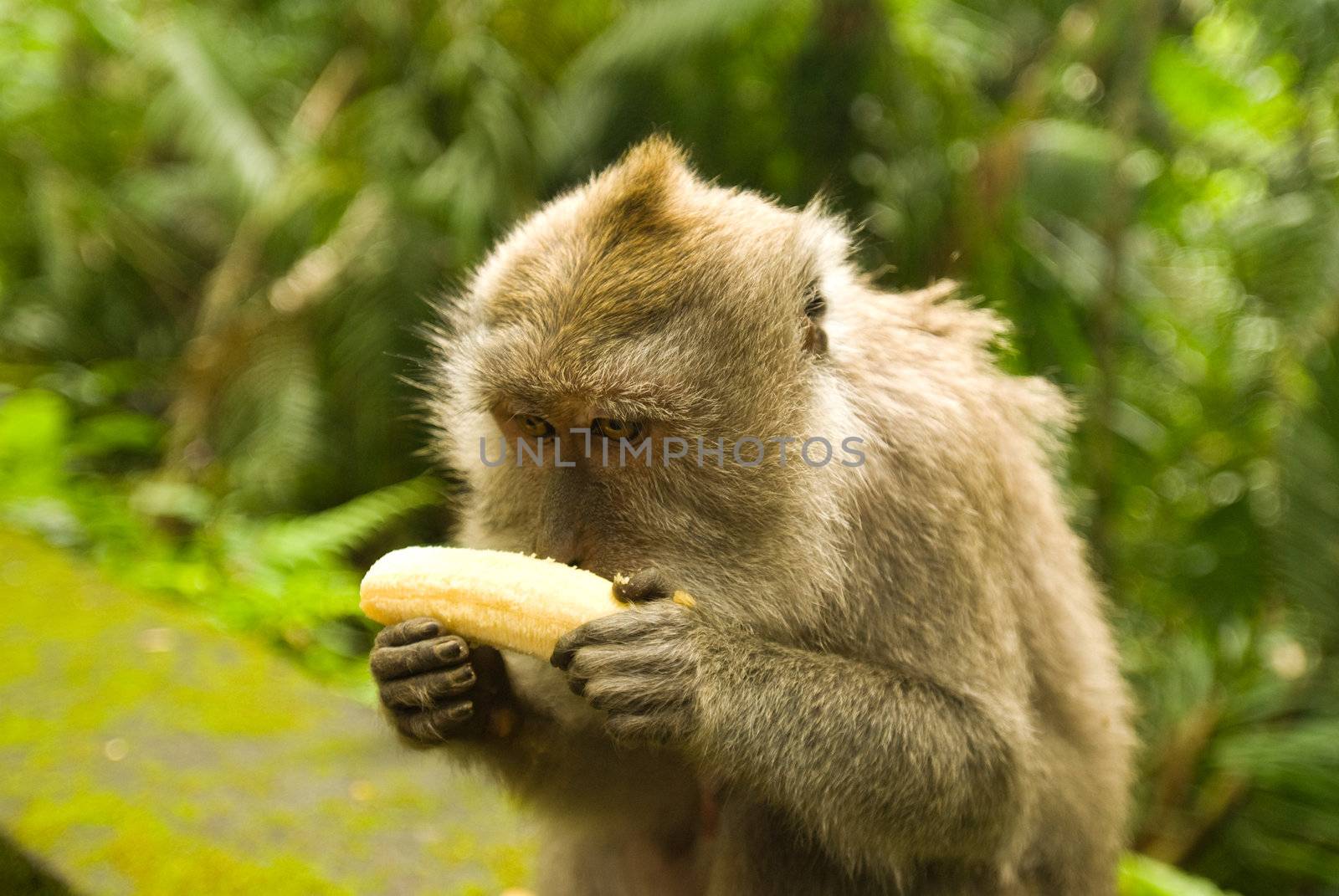 Balinese monkey with banana, Ubud Monkey Forest, Bali