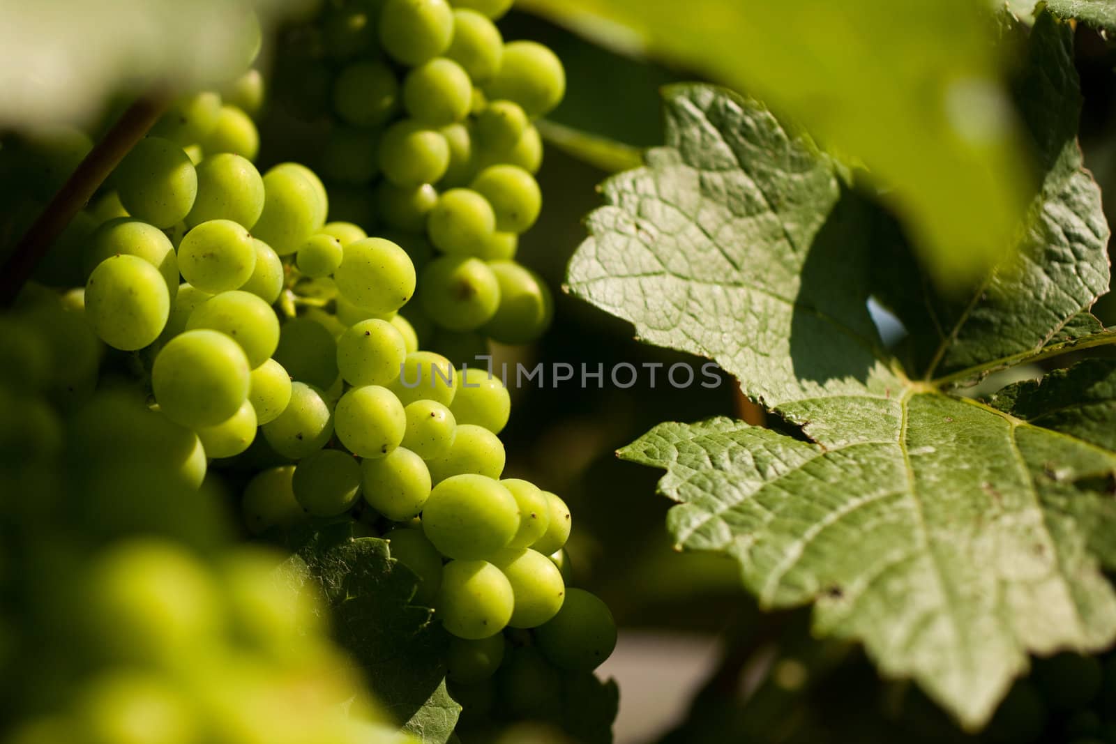 Grapes on the vine in a sunny vineyard