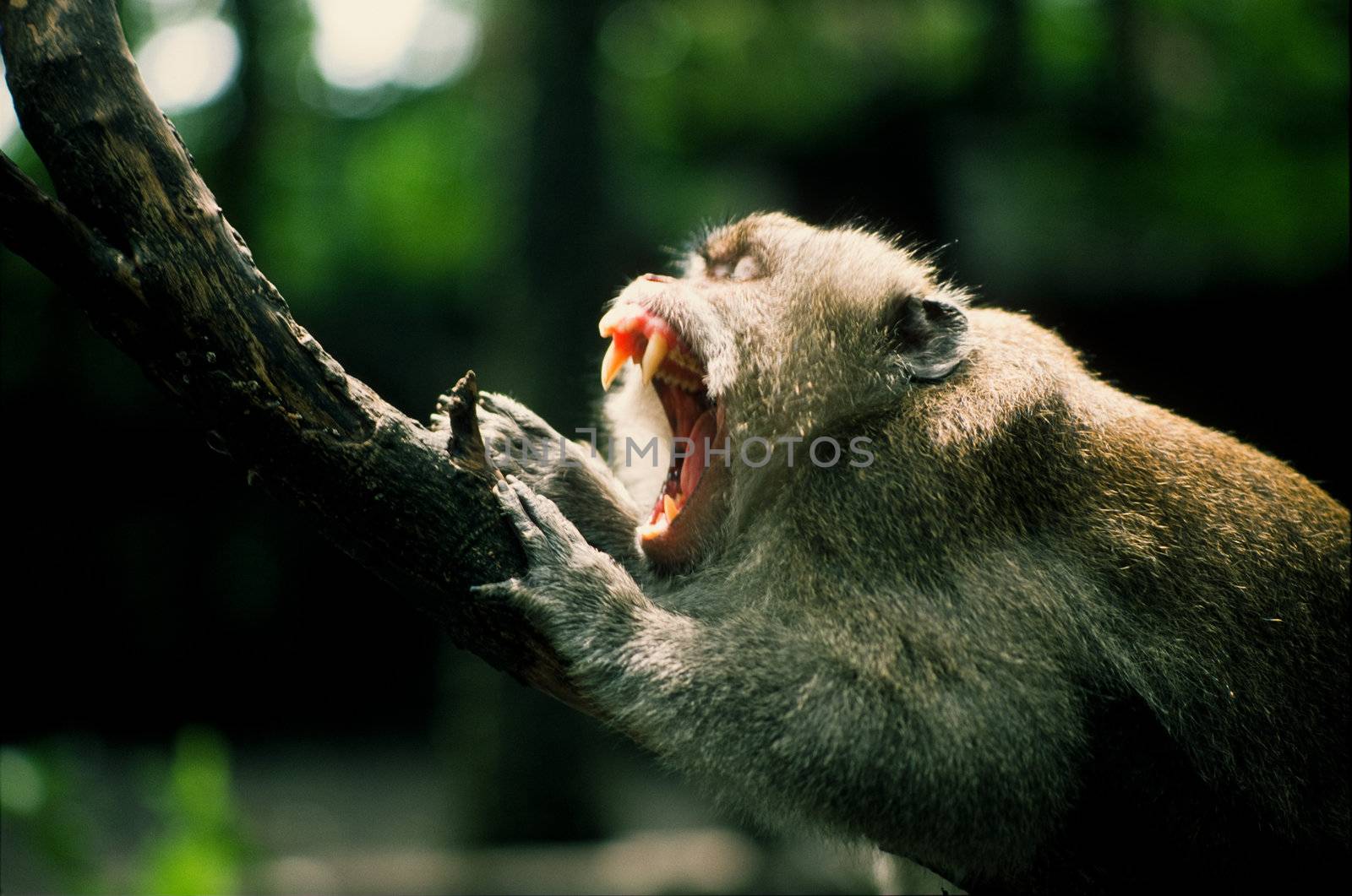 Macaque monkey baring teeth, Ubud Monkey Forest, Bali