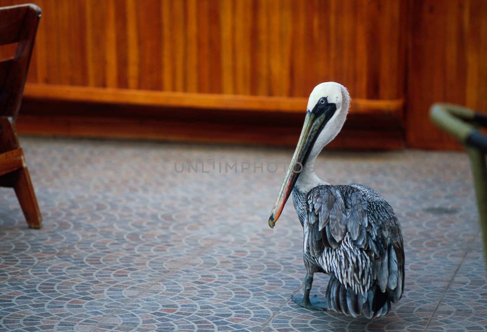Galapagos brown pelican (Pelecanus occidentalis urinator) between chairs