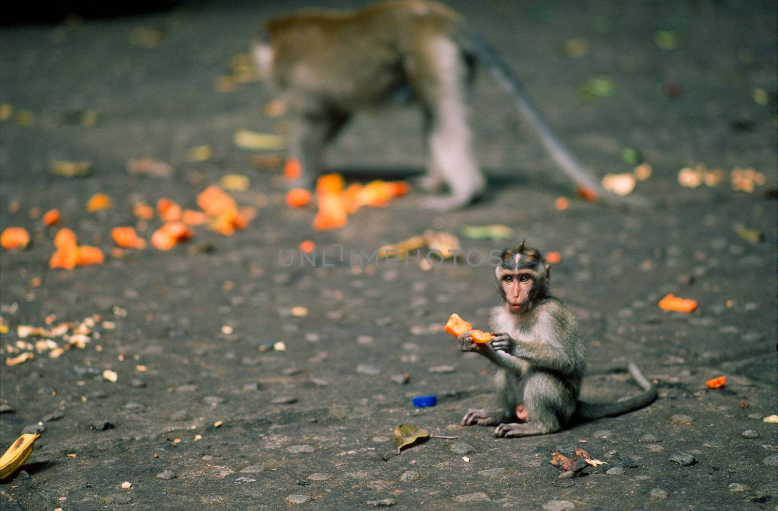 Young monkey by edan