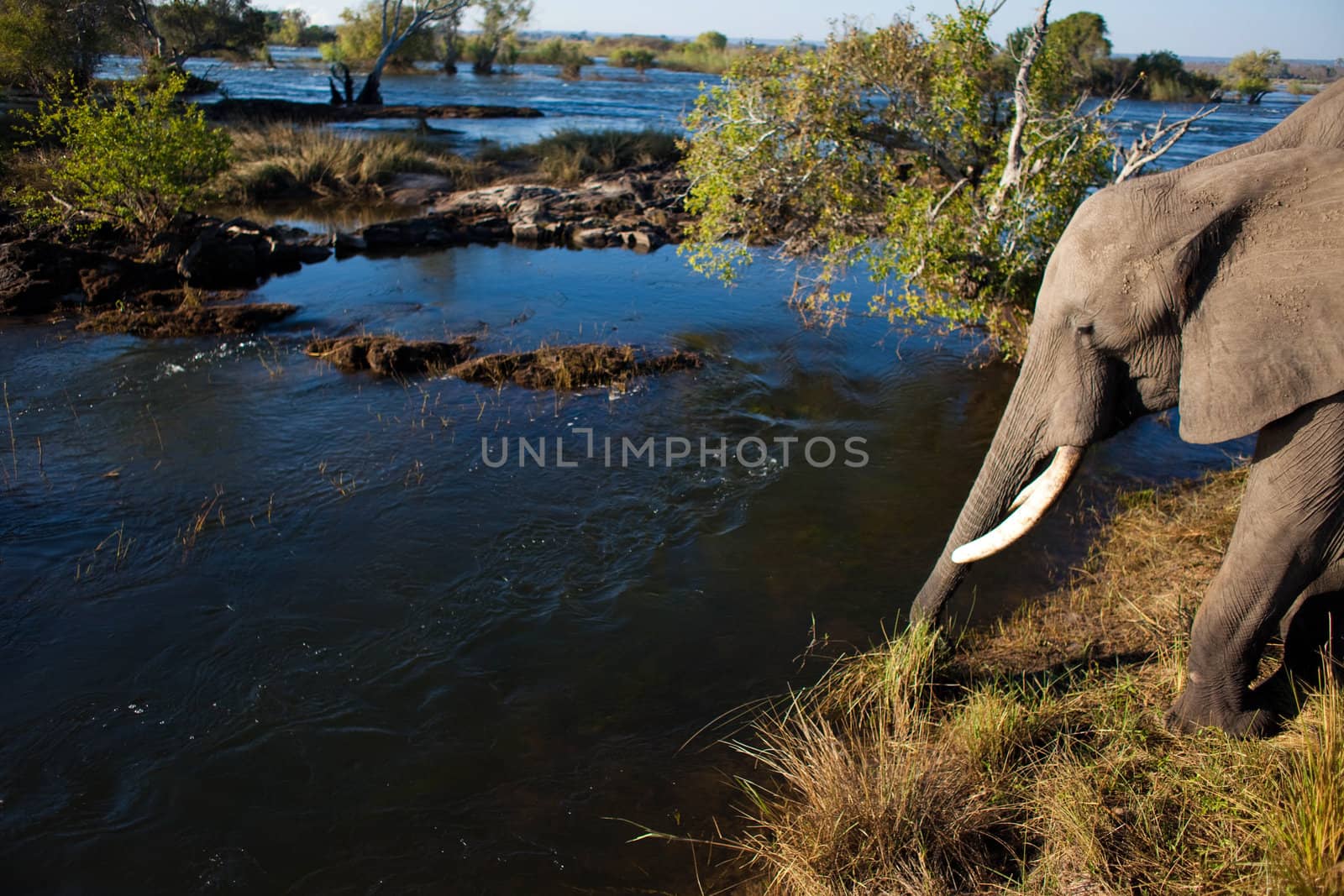 African bush elephant (Loxodonta africana) drinking from river