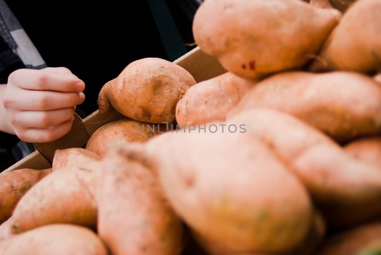 Choosing potato at market by edan