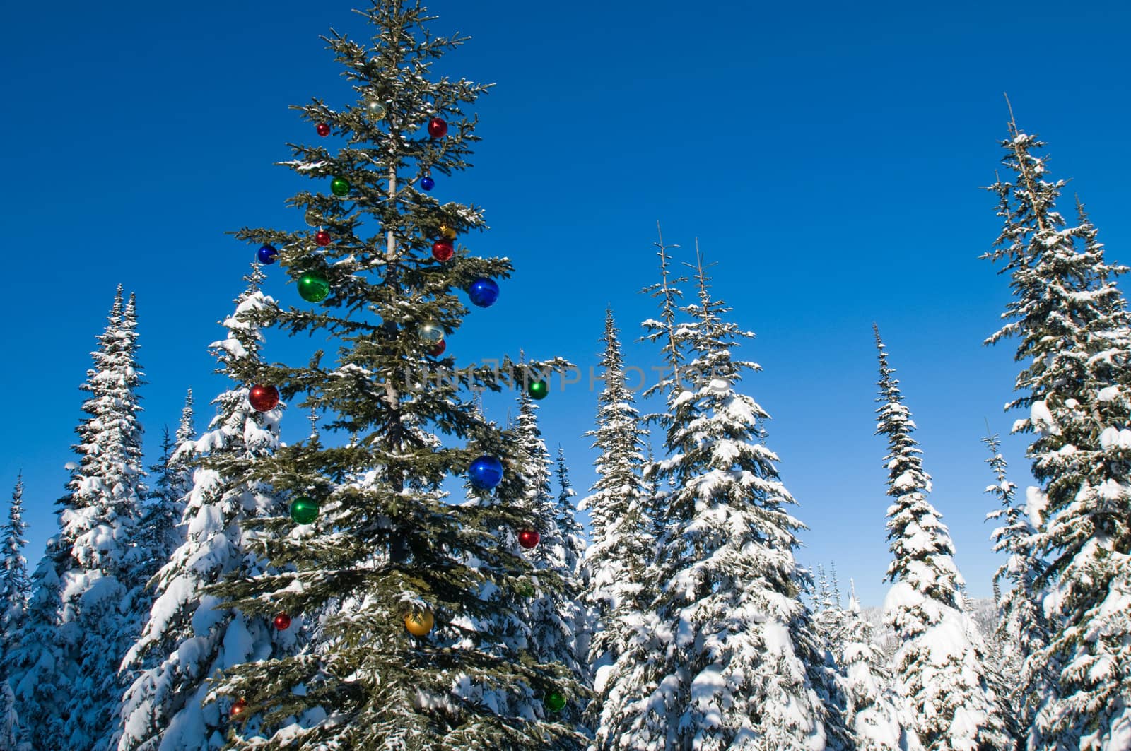 Tree in a winter forest decorated for Christmas