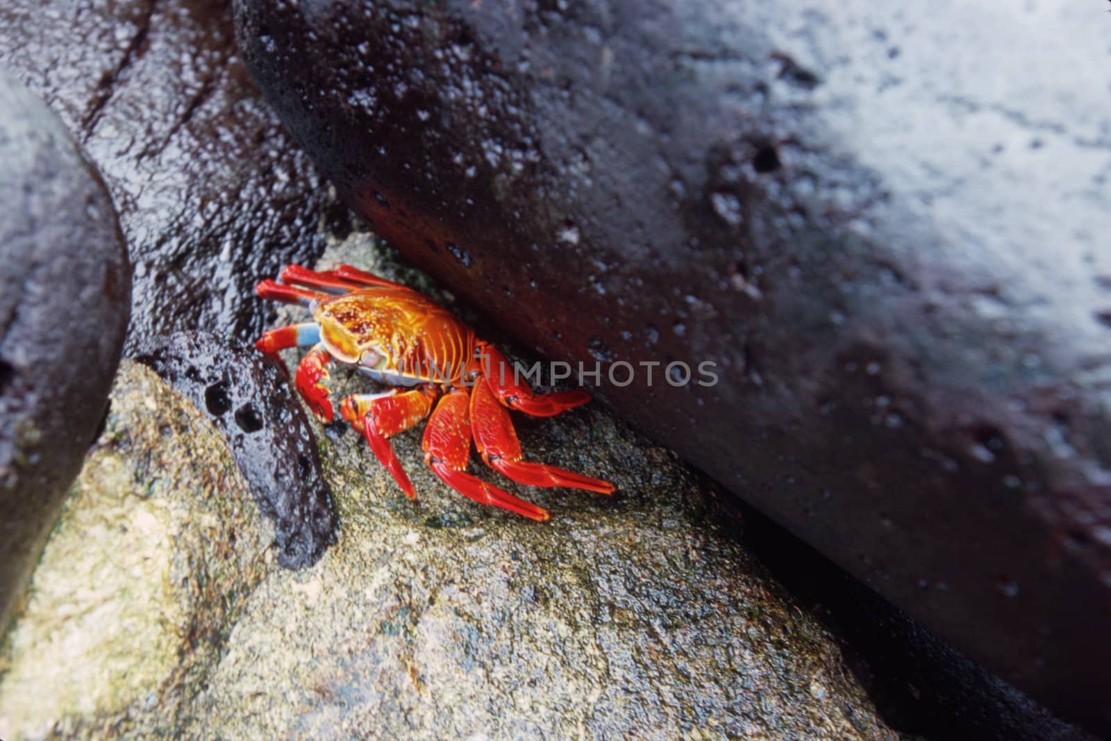 Orange sally lightfoot crab (Grapsus grapsus), Ecuador