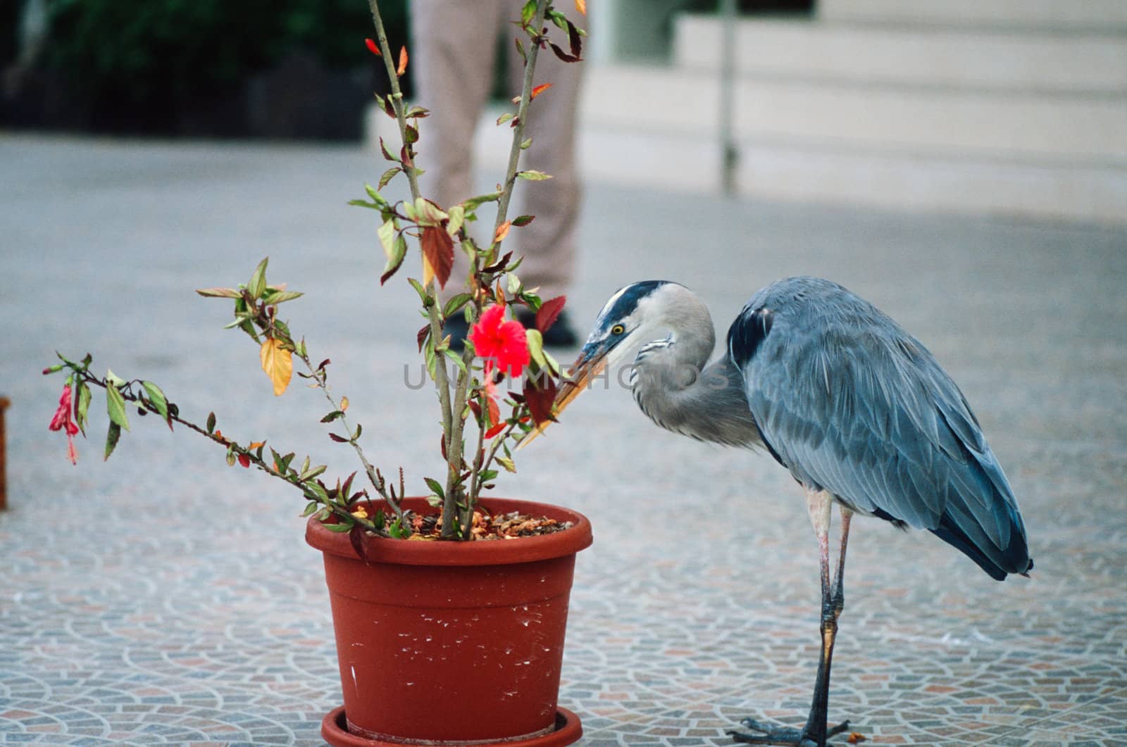 Great blue heron (Ardea herodias cognata) examining orange flowerpot