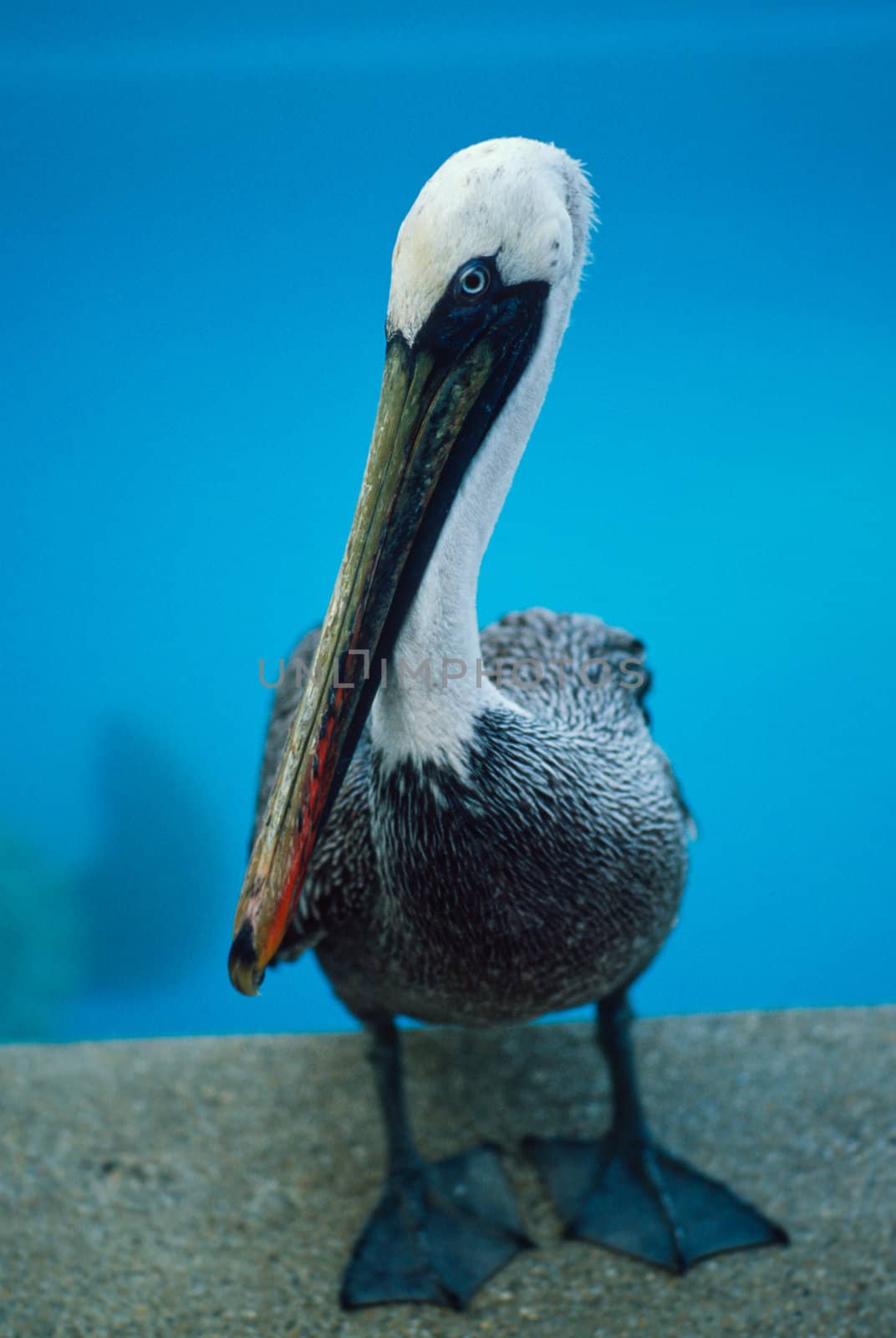 Galapagos brown pelican (Pelecanus occidentalis urinator) by pool